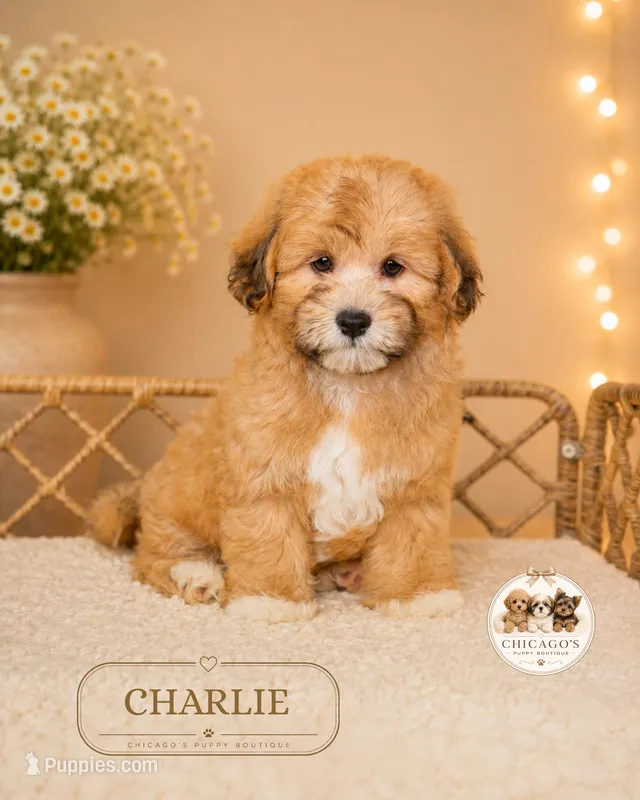 Charlie – Shihpoo puppy for sale in Elmhurst, IL