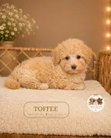 Toffee, a male Maltipoo for sale in Elmhurst, IL – 2 of 2