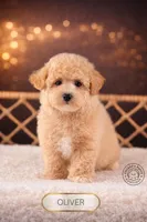 Oliver, a male Bichpoo for sale in Elmhurst, IL – Photo 1 of 2