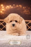 Oliver, a male Bichpoo for sale in Elmhurst, IL – Photo 2 of 2
