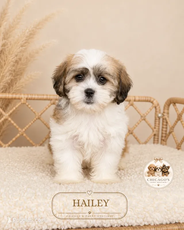Hailey – Shih Tzu puppy for sale in Elmhurst, IL