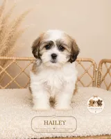 Hailey, a female Shih Tzu for sale in Elmhurst, IL – 1 of 1