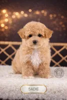 Sadie, a female Bichpoo for sale in Elmhurst, IL – Photo 1 of 2