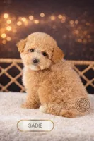 Sadie, a female Bichpoo for sale in Elmhurst, IL – Photo 2 of 2