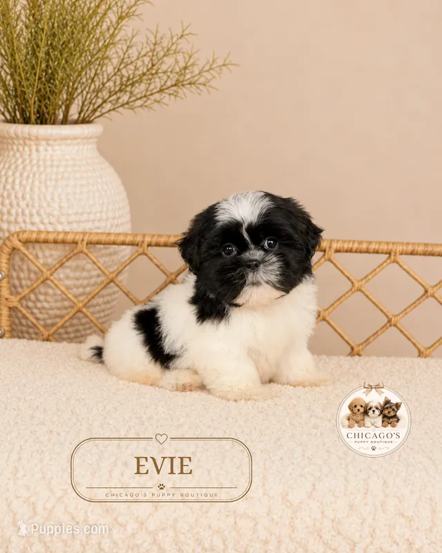Evie – Shih Tzu puppy for sale in Downers Grove, IL