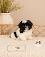 Evie, a female Shih Tzu for sale in Downers Grove, IL – 1 of 3