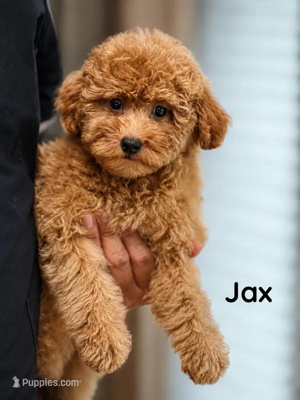 Jax – Maltipoo puppy for sale in Downers Grove, IL