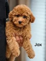 Jax, a male Maltipoo for sale in Downers Grove, IL – 1 of 1