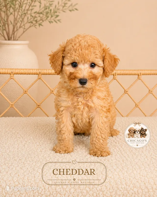 Cheddar – Poodle - Toy  puppy for sale in Downers Grove, IL