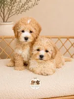 Twinkle, a female Maltipoo for sale in Downers Grove, IL – 2 of 2
