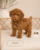 Enzo, a male Poodle - Toy  for sale in Downers Grove, IL – 1 of 1