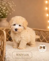 Waffles, a male Maltipoo for sale in Elmhurst, IL – 2 of 2