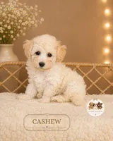 Cashew, a male Maltipoo for sale in Elmhurst, IL – 1 of 2