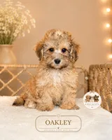 Oakley, a male Shihpoo for sale in Elmhurst, IL – 1 of 1