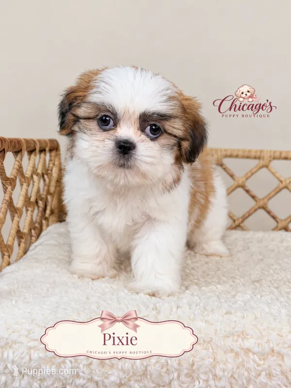 Pixie – Shihpoo puppy for sale in Downers Grove, IL