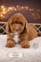 Celine, a female Poodle - Toy  for sale in Elmhurst, IL – Photo 2 of 2