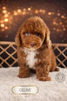 Celine, a female Poodle - Toy  for sale in Elmhurst, IL – Photo 1 of 2