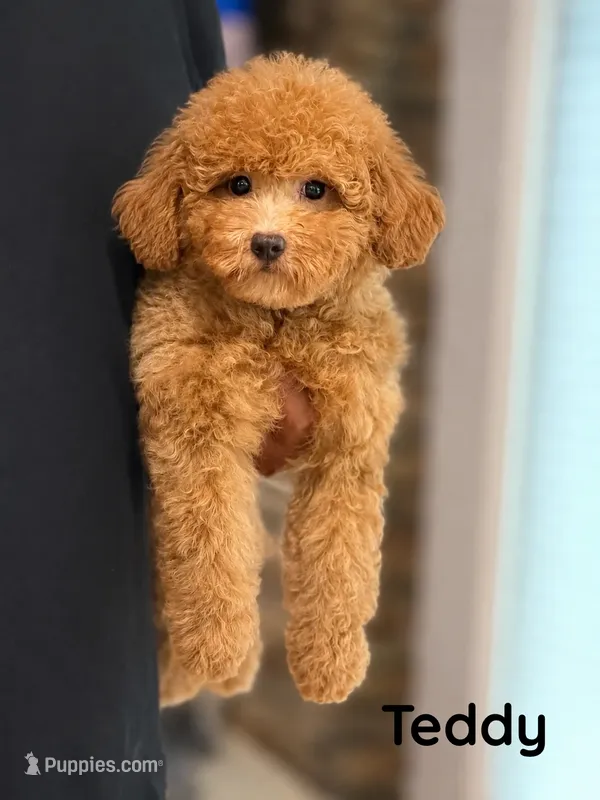 Teddy – Maltipoo puppy for sale in Downers Grove, IL