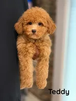 Teddy, a male Maltipoo for sale in Downers Grove, IL – 1 of 1