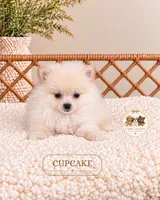 Cupcake, a female Pomeranian for sale in Downers Grove, IL – 2 of 2
