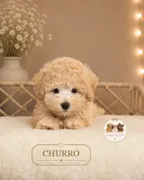 Churro, a male Maltipoo for sale in Elmhurst, IL – 2 of 2