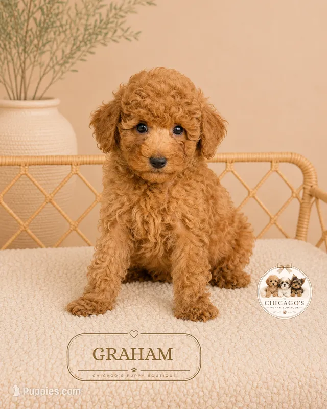 Graham – Poodle - Toy  puppy for sale in Downers Grove, IL