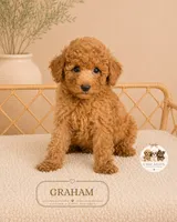 Graham, a male Poodle - Toy  for sale in Downers Grove, IL – 1 of 2