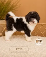 Twix, a male Poodle - Toy  for sale in Downers Grove, IL – 2 of 3