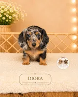 Diora, a female Miniature Dachshund for sale in Elmhurst, IL – 2 of 2