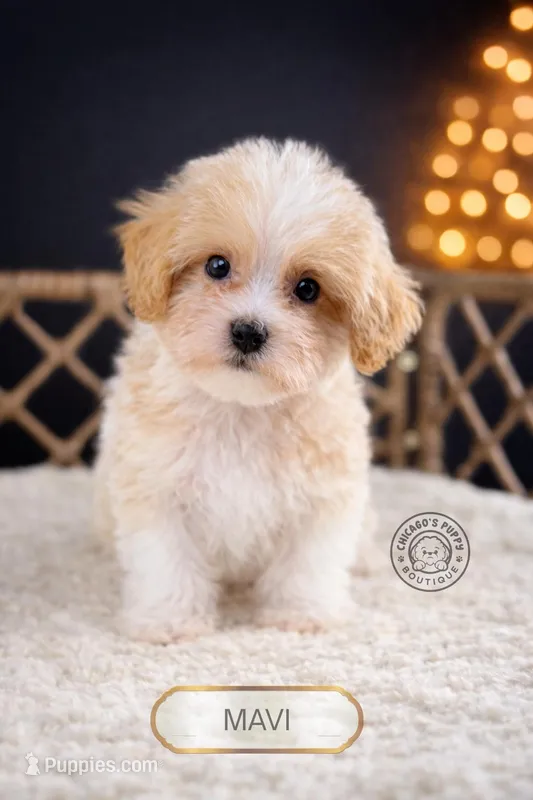 Mavi – Maltipoo puppy for sale in Elmhurst, IL