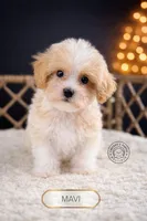 Mavi, a male Maltipoo for sale in Elmhurst, IL – Photo 1 of 2