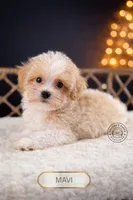 Mavi, a male Maltipoo for sale in Elmhurst, IL – Photo 2 of 2