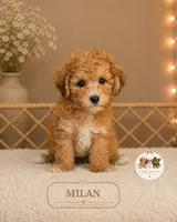 Milan, a female Shihpoo for sale in Elmhurst, IL – 1 of 2