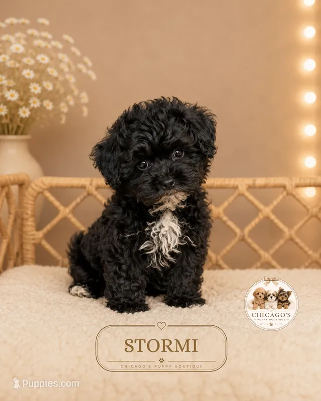 Stormi – Maltipoo puppy for sale in Elmhurst, IL