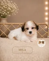 Mila, a female Shorkie for sale in Elmhurst, IL – 2 of 2
