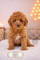 Koda, a male Poodle - Miniature  for sale in Elmhurst, IL – Photo 2 of 3
