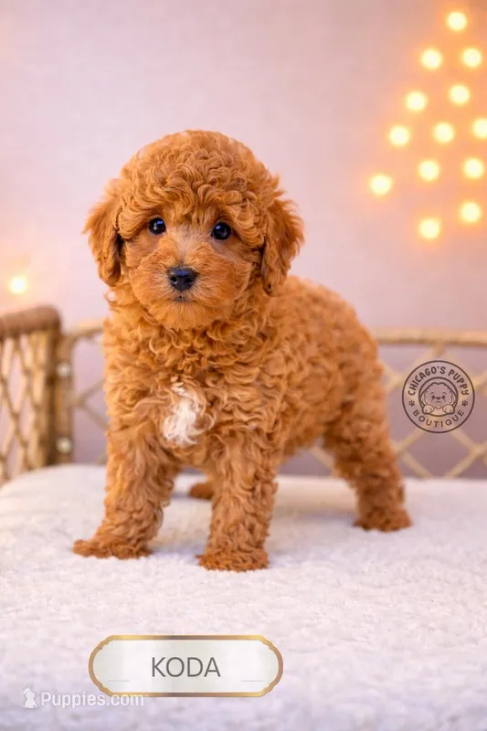 Koda – Poodle - Miniature  puppy for sale in Elmhurst, IL