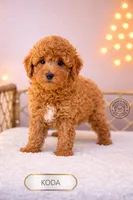 Koda, a male Poodle - Miniature  for sale in Elmhurst, IL – Photo 1 of 3