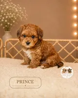 Prince, a male Shihpoo for sale in Elmhurst, IL – 2 of 2