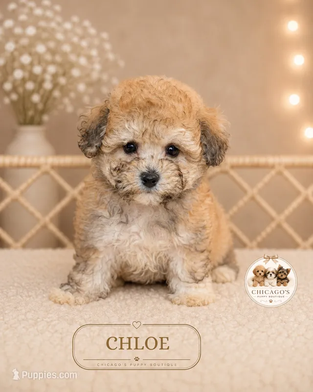 Chloe – Bichpoo puppy for sale in Elmhurst, IL