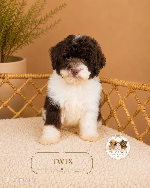 Twix – Poodle - Toy  puppy for sale in Downers Grove, IL