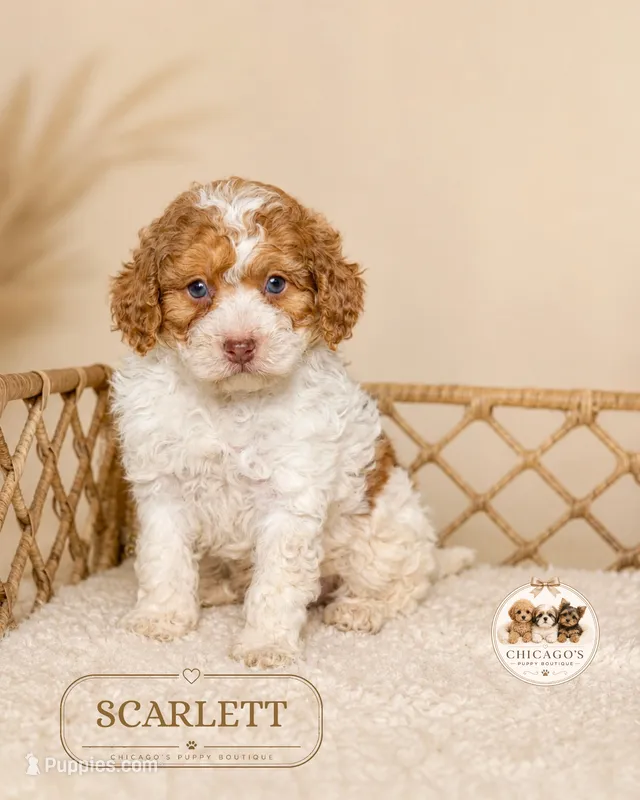 Scarlett – Poodle - Miniature  puppy for sale in Elmhurst, IL