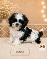Coco, a female Shih Tzu for sale in Elmhurst, IL – 1 of 2