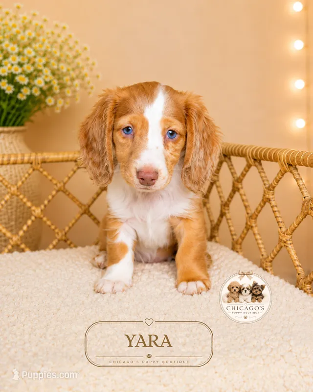 Yara – Miniature Dachshund puppy for sale in Elmhurst, IL