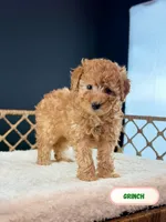 Grinch, a male Poodle - Toy  for sale in Elmhurst, IL – Photo 3 of 3
