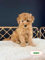 Grinch, a male Poodle - Toy  for sale in Elmhurst, IL – Photo 1 of 3