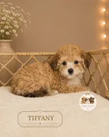 Tiffany, a female Shihpoo for sale in Elmhurst, IL – 2 of 2