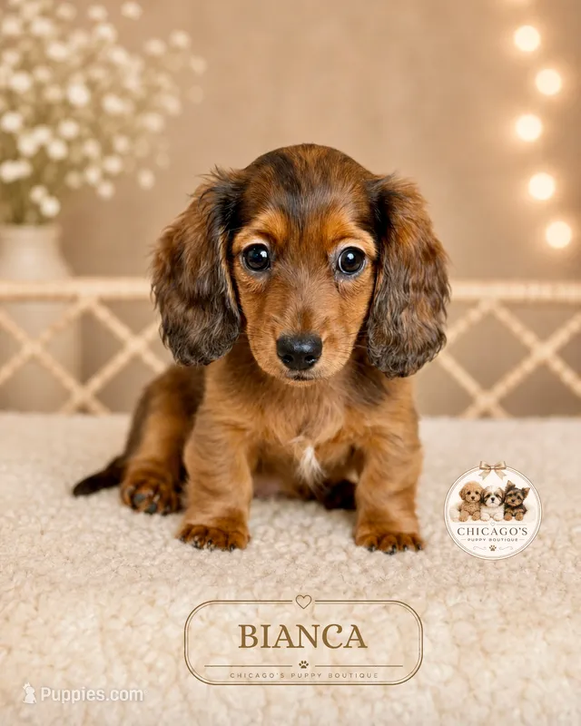 Bianca – Miniature Dachshund puppy for sale in Elmhurst, IL