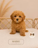 Maisie, a female Maltipoo for sale in Elmhurst, IL – 2 of 2