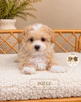 Polly, a female Maltipoo for sale in Downers Grove, IL – 2 of 2